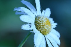 06_Suce-La_Baraudiere-Murile_F