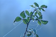 09_Suce-La_Baraudiere-Muriel_F