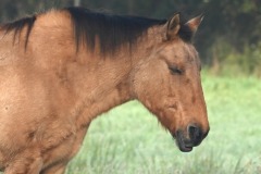 11_Suce-La_Baraudiere-Muriel_F