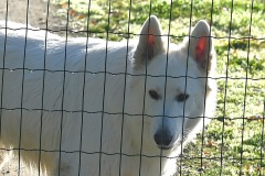 17_Suce-la_Baraudiere-Muriel_F