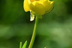 05_Suce-Baraudiere-Muriel_F