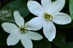 05_Suce-Les_Voiettes-MurielF