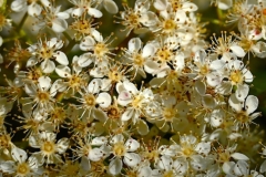 06_Suce-Les_Voiettes-MurielF