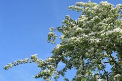 07_Suce-Les_Voiettes-MurielF