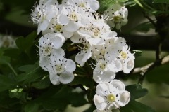 12_Suce-sur-Edre-MD-Muriel