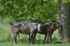 17_Suce-sur-Edre-MD-Muriel