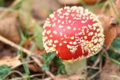 16_Treffieux-Muriel_F