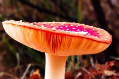 18_Treffieux-Soungalo