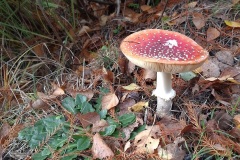 27_Treffieux-Brigitte_P