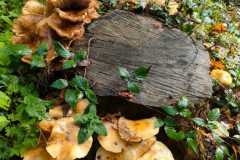 07_Treillieres-Muriel_F