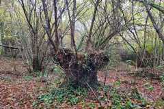 06_La_Paquelais-Nathalie_C