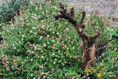 16_La_Paquelais-Nathalie_C