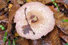 19_La_Paquelais-Nathalie_C