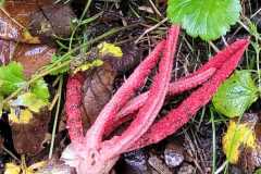 21_La_Paquelais-Nathalie_C